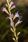 Smallhead blazing star